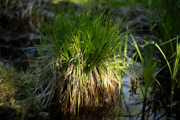 Plants in the forest. Nature in summer. Forest thicket.