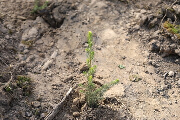 Tree planting. Spruce seedling in the ground. Planting a forest. Reclamation of resources.