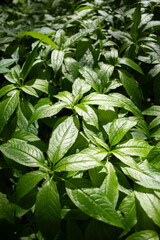 Green plants in the forest. Undergrowth in the middle belt. Summer plants.