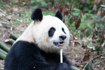 A Portrait of female panda, Yuan Run, Chengdu, China