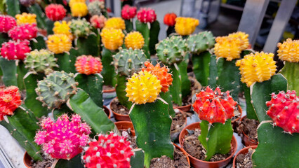 Vibrant assorted cactus display at a garden center
