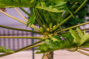 Carica papaya pertenece a la familia Lythraceae.