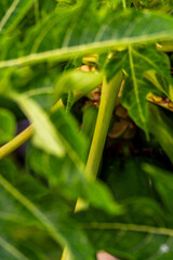 Carica papaya pertenece a la familia Caricaceae.