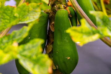 Carica papaya pertenece a la familia Caricaceae.