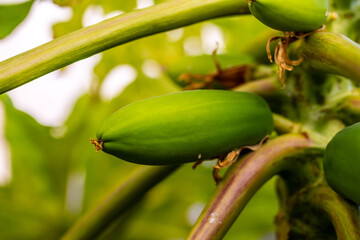 Carica papaya pertenece a la familia Caricaceae.