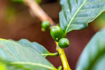 Cafe arábico cultivado de manera ecológica en una huerta.