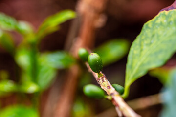 Cafe arábico cultivado de manera ecológica en una huerta.