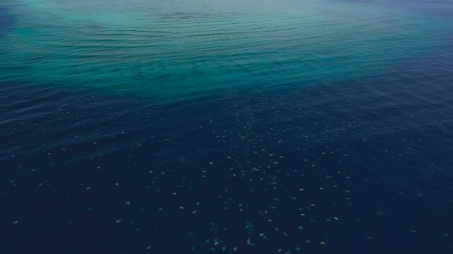 After laying their eggs on the beach, turtles go to the sea to recover their energy.