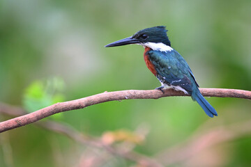 Green Kingfisher Looking to the Left Perched on Branch with Green Blurred Background