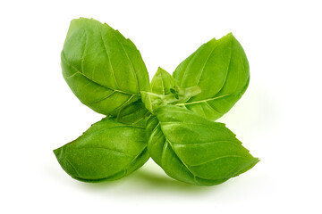 Fresh basil leaves, isolated on white background.