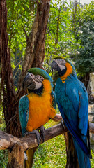 Two vibrant blue and yellow macaws perched on a wooden branch in a lush tropical forest, symbolizing biodiversity conservation