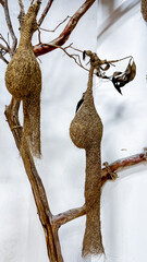 Two intricately woven bird nests hang gracefully on tree branches, symbolizing the concept of natural craftsmanship and biodiversity
