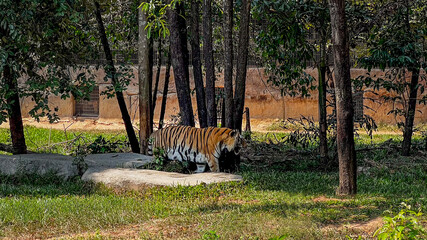 A majestic tiger strolls through a lush, forested enclosure highlighting wildlife conservation efforts and endangered species awareness © fotoworld