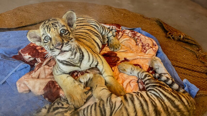Two adorable tiger cubs rest together on a colorful blanket, symbolizing wildlife conservation and International Tiger Day awareness