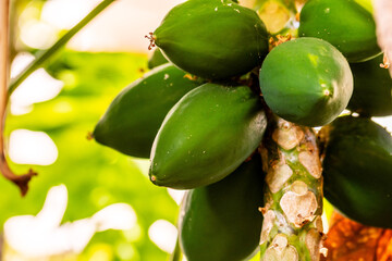 Carica papaya pertenece a la familia Caricaceae.