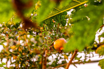 Solanum lycopersicum pertenece a la familia Solanaceae.