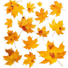 Obraz premium Maple autumn leaf pile isolated on white background