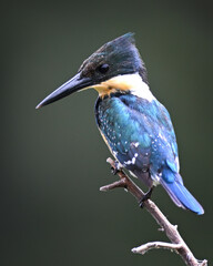 Close-up of Green Kingfisher Perched on Branch