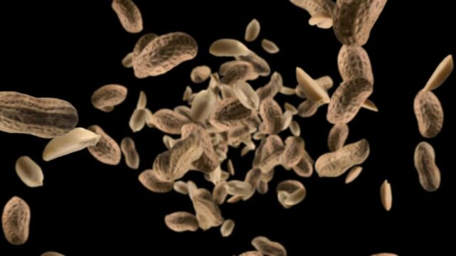 Isolated raw unshelled peanuts chunks exploding and flying in super slow motion. Pieces of peanuts with shells drops after explosion. High speed 1000fps vertical video with alpha channel
