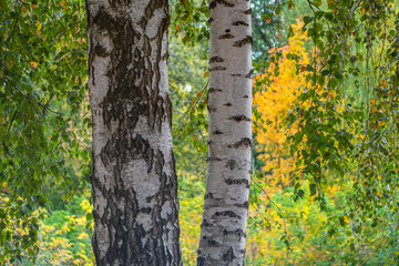 The trunk of a white birch against a picturesque background of autumn nature.
