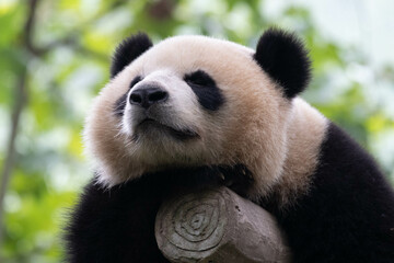 Fototapeta premium Funny Pose of Sleeping Panda in China