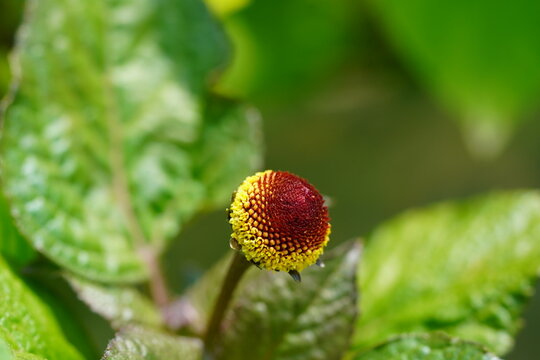 Closeup of a medicinal toothache plant flower