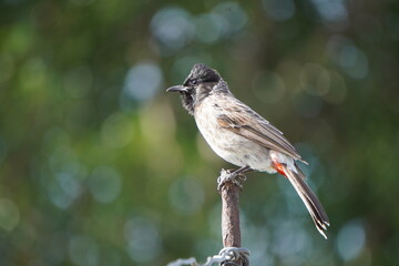 Naklejka premium Closeup of a standalone bulbul sitting on a wooden stick