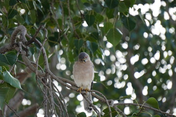 A Shikra bird perched on tree branch looking menacingly with leafy background