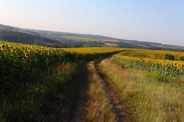 rural grass road in a sunflower field