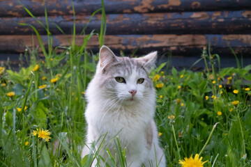 A white cat with gray spots sits among the grass and looks sideways