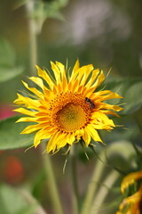 sunflower field rural landscape