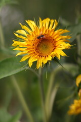 sunflower field rural landscape