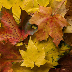 Close-up of fallen maple leaves. Background group autumn, fall maple leaves. Seasonal design, concept