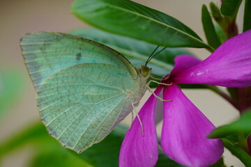 A teal coloured mottled emigrant butterfly eating nectar from pink flower