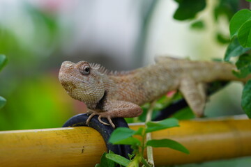 Detailed close up of an common garden lizard