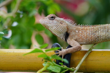 Close up of a golden eyed garden chameleon with visible scales