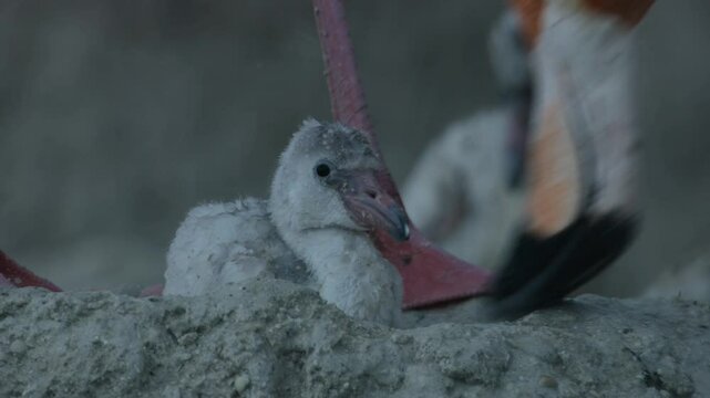 Flamingos live in very salty waters for life, and in the stormy season they make sand dune nests for protection.