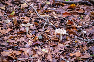 autumn leaves background