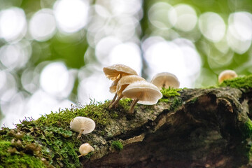 mushrooms on a tree