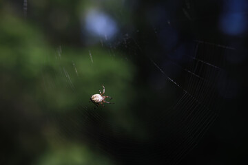 Spider on Web in Natural Forest Light: Macro Photography of Spider and Web Against Blurred Green...