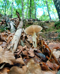 mushroom in the forest