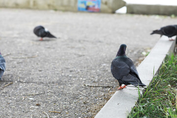 Pigeons Gathering on Pavement Near Grass in Urban Park