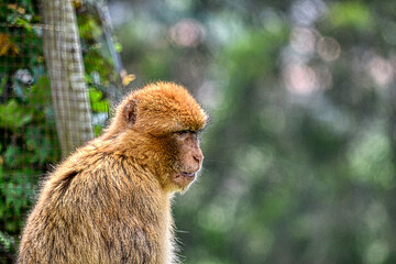Naklejka premium long macaque