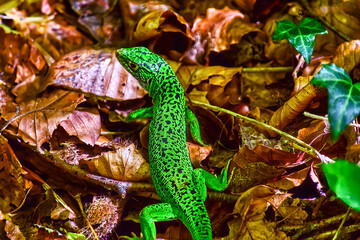 lizard in the forest