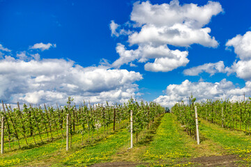 Obraz premium Apple fruit tree spraying with a tractor and agricultural machinery in summer.Blossoming trees in spring in rural scenery with deep blue sky.Spraying orchard to protect against disease and insects.