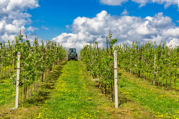 Apple fruit tree spraying with a tractor and agricultural machinery in summer.Blossoming trees in...
