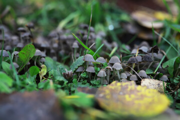Cluster of Small Mushrooms in a Lush Green Forest with Fallen Leaves During Autumn
