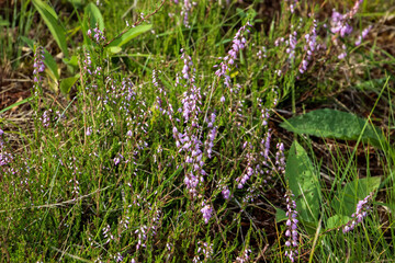  purple small flowers in the grass, on the forest meadow