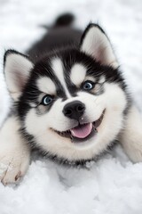  A Husky, black and white, lies in the snow Tongue hangs out; eyes, wide open