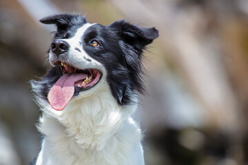Perro pastor border collie mirando hacia la izquierda